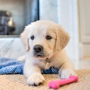 Hur länge ska man vara hemma med en valp